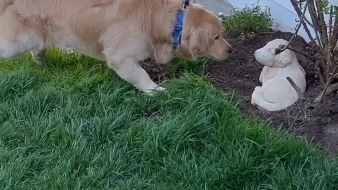 Funny dog video