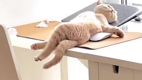 take a short break after work joking all day