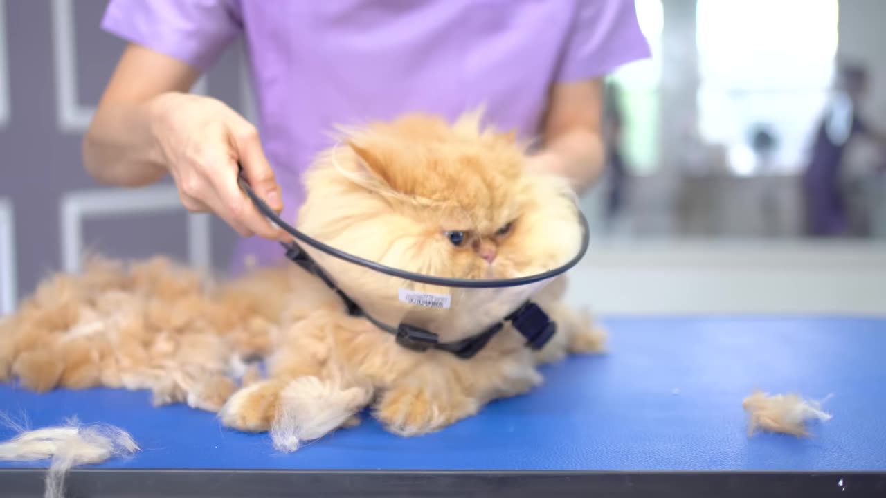 Spam This Movie to Who Doesn't Like Cat