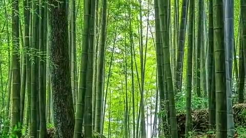 #healing #scenery #nature
