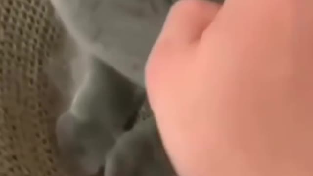 Funny cat