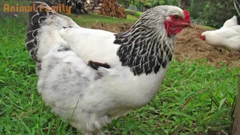 Animal sounds