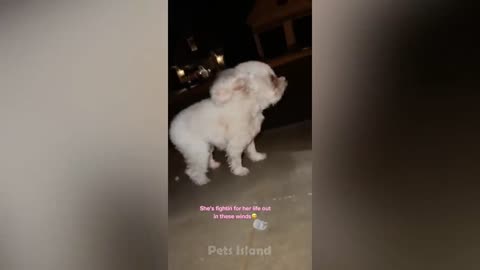 Oh No! Scared Dogs Reacting To Weird Things - Try Not To Laugh | Pets Island