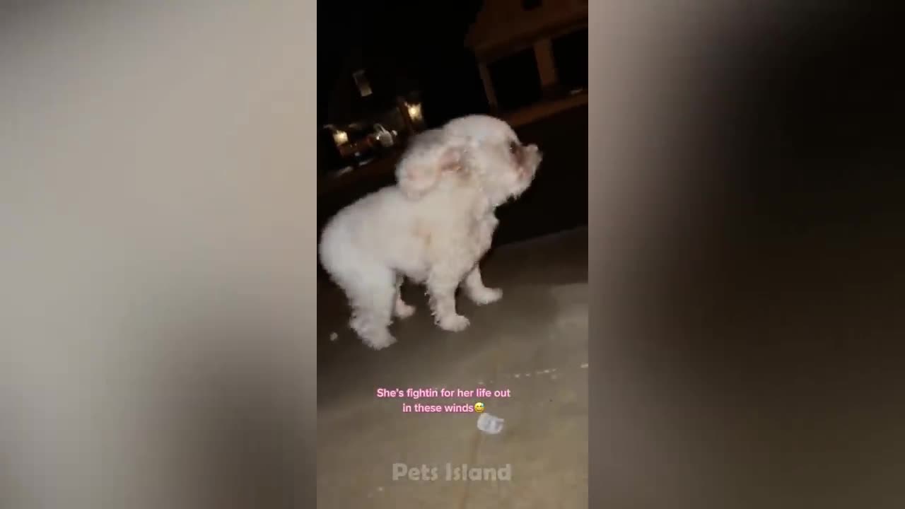Oh No! Scared Dogs Reacting To Weird Things - Try Not To Laugh | Pets Island
