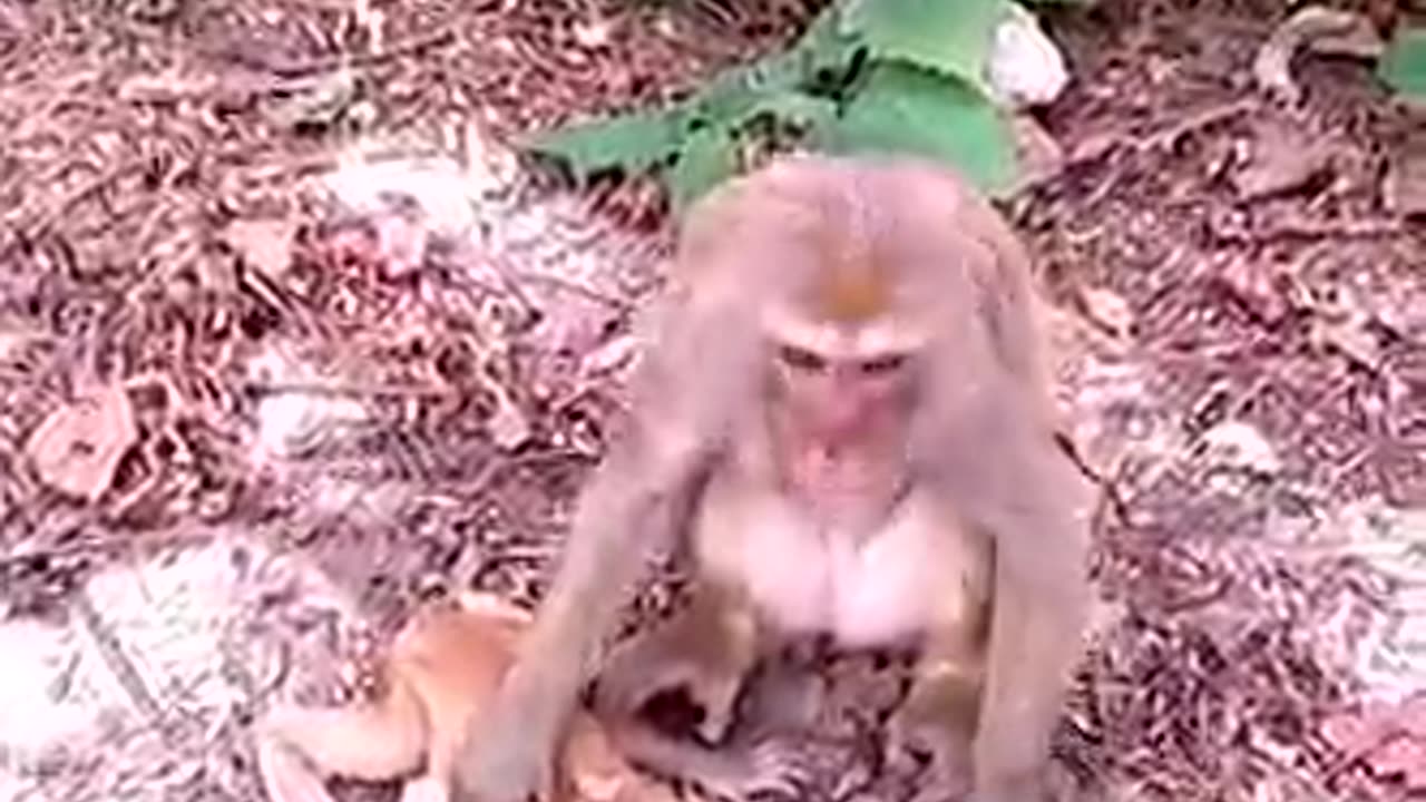 Drink For Happy Life #monkey