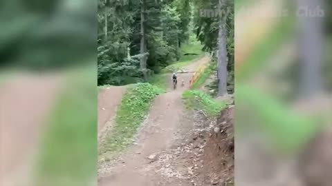 Best Funny Animals