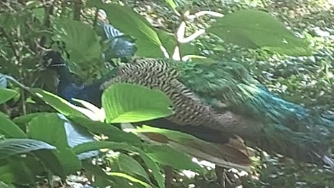 Pavão misterioso,Pássaro formoso,tudo é mistério nesse teu voar...