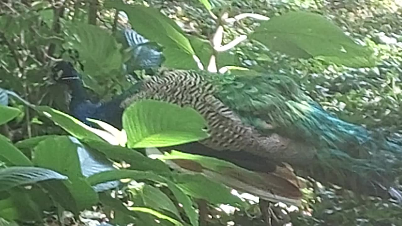 Pavão misterioso,Pássaro formoso,tudo é mistério nesse teu voar...