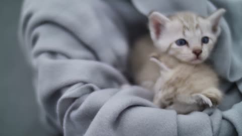 Two Beautiful Kittens