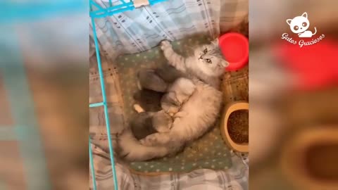 funny cats🤣🤣😂😂