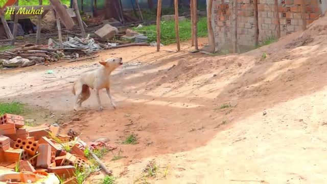 Fun with dogs | Funny dogs