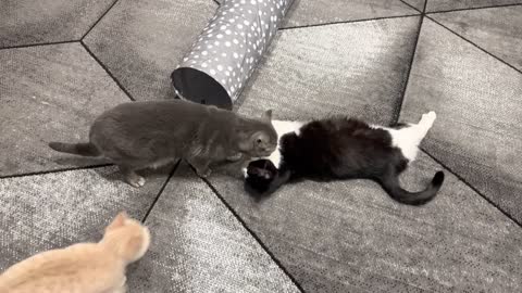 Kitten Interrupts Cat Grooming Session