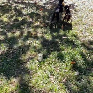 Minpin Battle of the Lamb Tug-of-War! Life of a MinPin #shorts #minpin