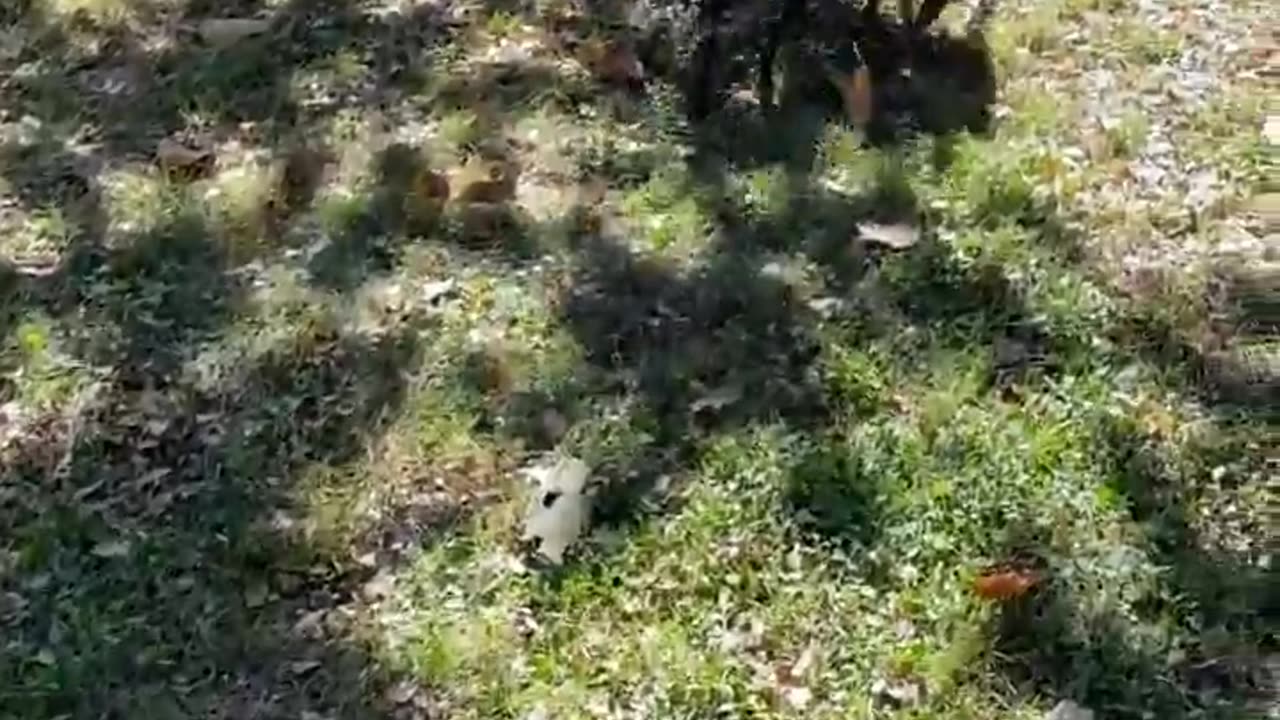 Minpin Battle of the Lamb Tug-of-War! Life of a MinPin #shorts #minpin