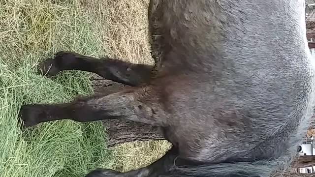 Festus The Spanish Mustang Prefers To Stand In The Rain