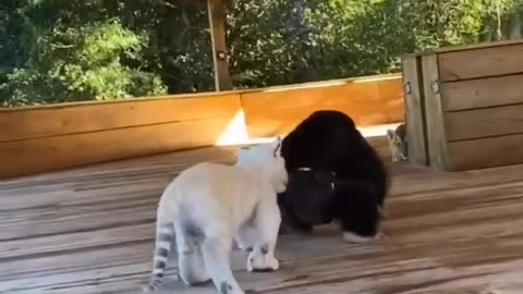___MUST SEE!!!___ Cute Baby Animals!!!