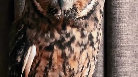 Owls around the world Video