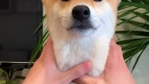 Love puppies