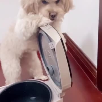 Smart puppy cook egg.mp4