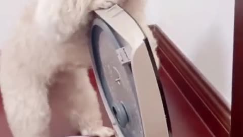 Smart puppy cook egg.mp4