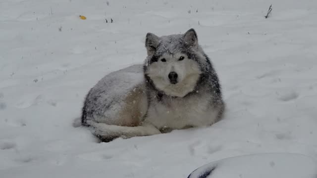 Husky Doesn't Want to Come Inside From Snow Storm
