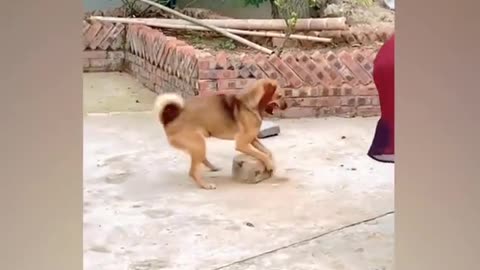 Funny Cats Priceless moments video| Cute Cats & Kittens |Funny Compilations 😍😍😍