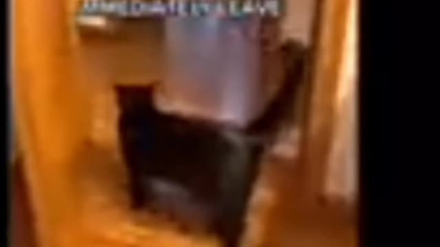 Cute cat funny slow motion , funny cat, funny cats, cute cat #allanimal