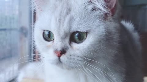 This cat is so beautiful, do you like it?