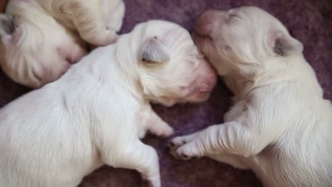 Sleeping newborn puppy golden retriever