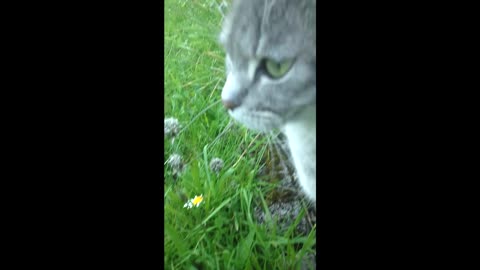 Cat in the garden - 2024