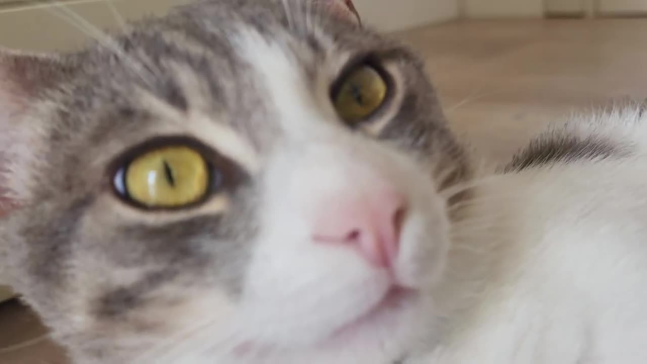 Amazing cat close up video 8k