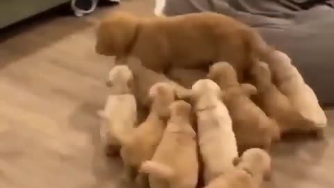 puppy dog lovely video