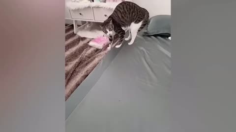 Funny Animals Videos