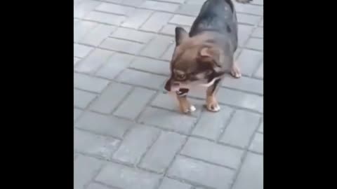 Funny animal