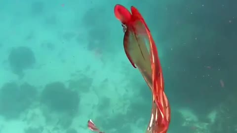 🐙 Blanket Octopus. | Interesting Facts #Shorts #topchannel