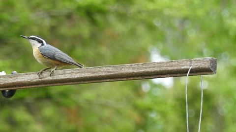 red breasted nuthatch