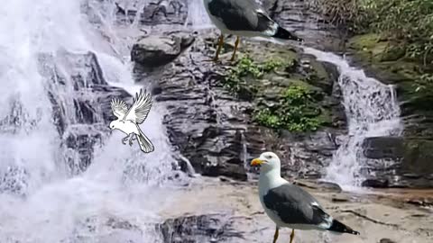 #Guess the picture#guess the guess#how many pictures of birds in the video