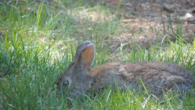 little info on rabbits