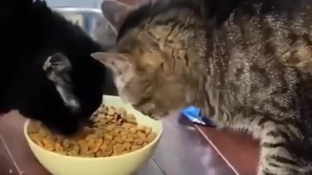 CRAZY EVIL animal please try not to laught