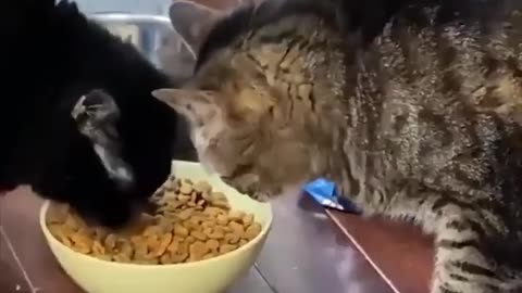 CRAZY EVIL animal please try not to laught