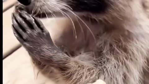Lovely; raccoon；Animal friends