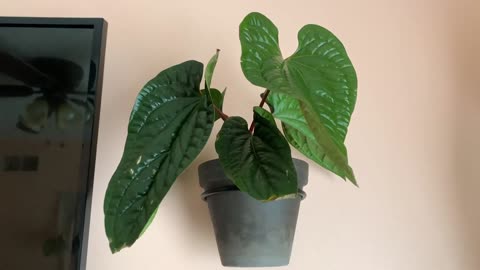 How to keep plants safe from your pets