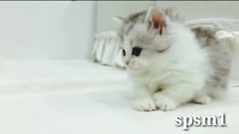Funny Cat🐈 Video/Cat Video