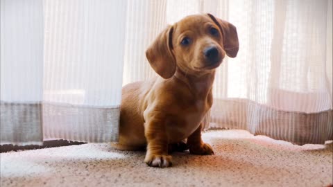 A Pet Dog Wandering On A Camera