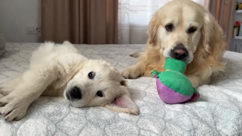 What does a Golden Retriever Puppy do to Steal a Toy from a Golden Retriever
