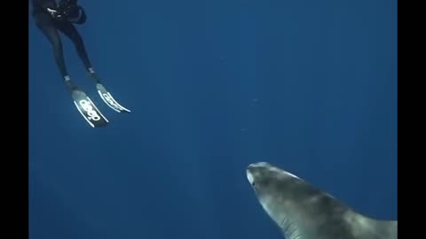 Shark empinotized