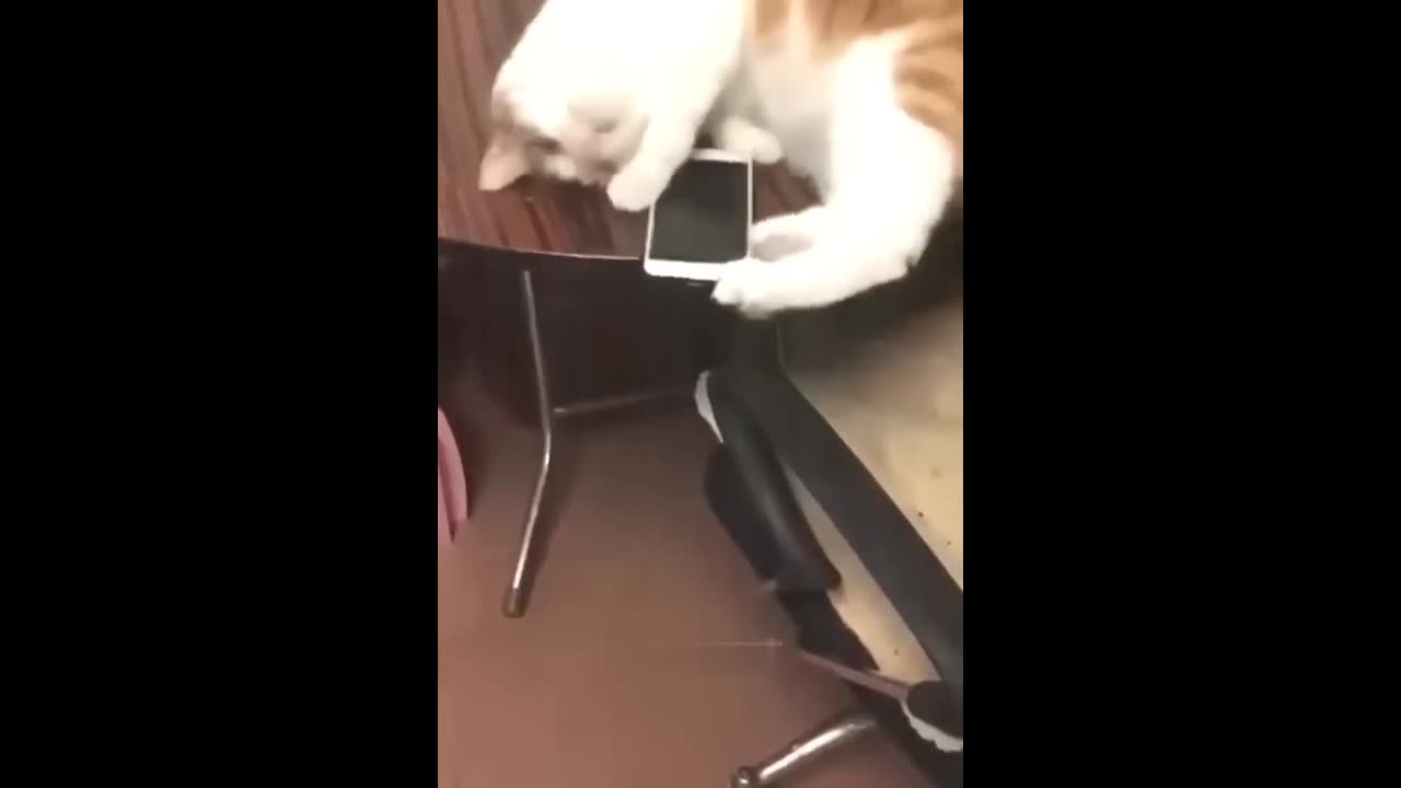 Cat play with phone