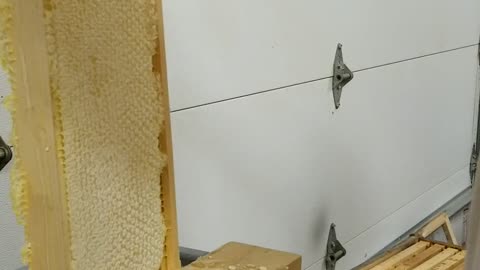 Honey harvest