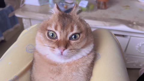 Ha ha ha, the cat is bound