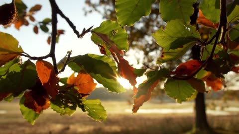 Leaves